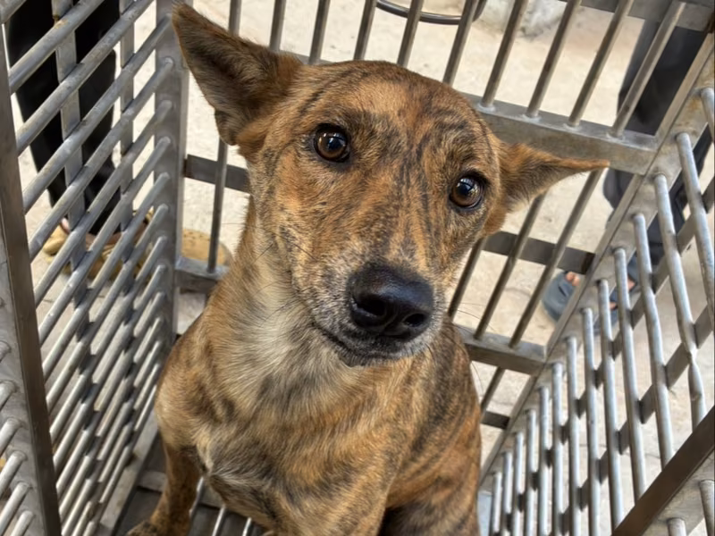 Tabby adult female mixed-breed dog, Medium, shelter no. …5009