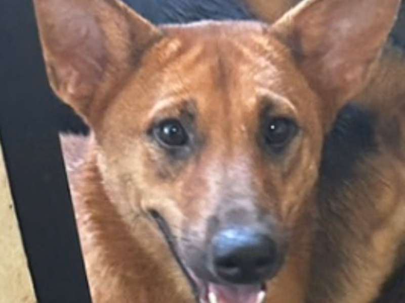 Black-and-tan adult female mixed-breed dog, Large, shelter no. …7062