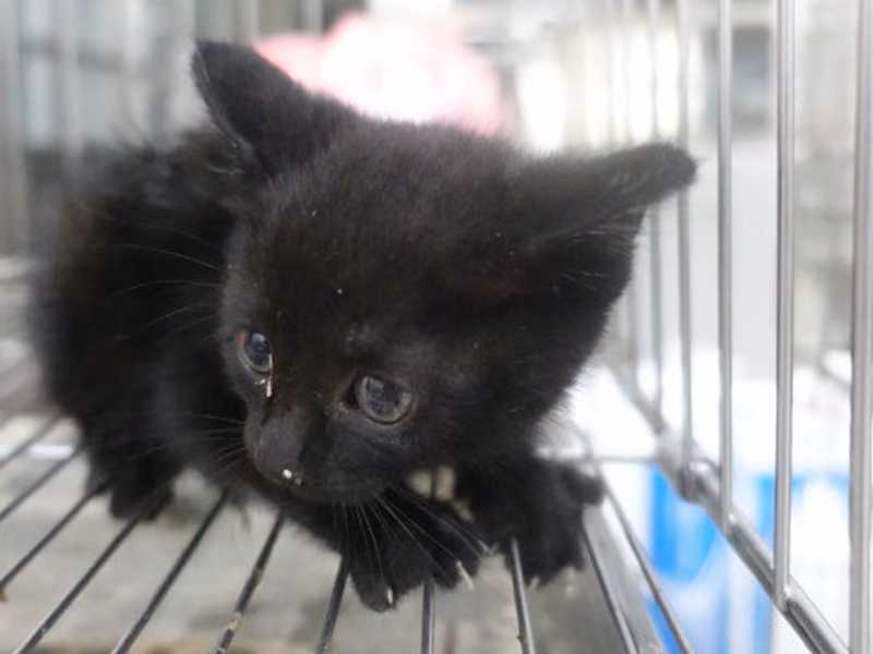 Black young mixed-breed cat, Small, shelter no. …0916