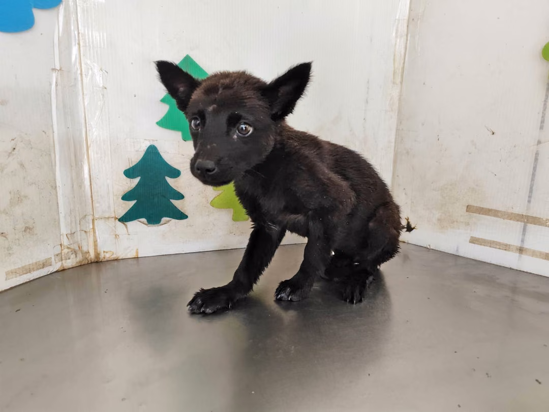 Black young female mixed-breed dog, Medium, shelter no. …1202