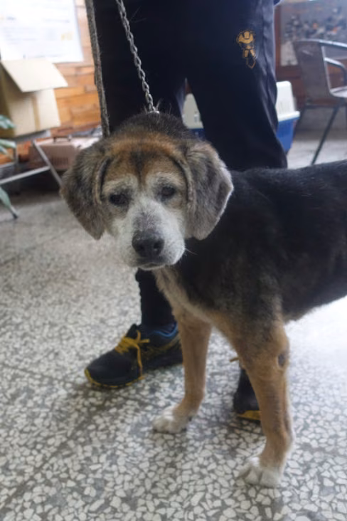 Black-and-brown adult male beagle, Large, shelter no. …0289
