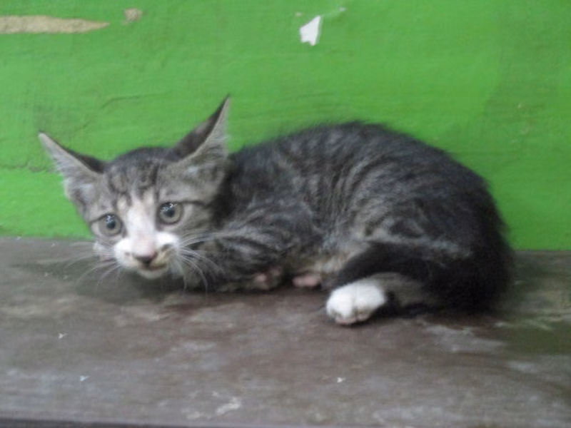 Tabby young female mixed-breed cat, Small, shelter no. …25C1