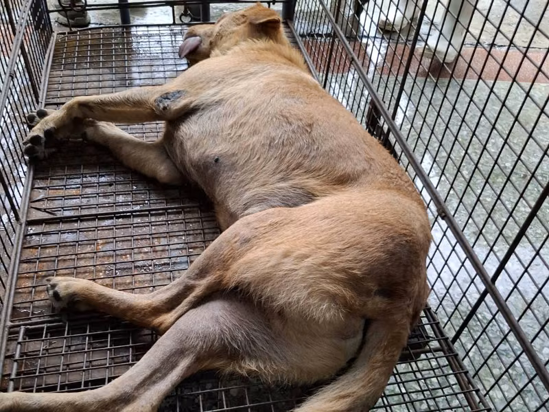 Tan adult male mixed-breed dog, Medium, shelter no. …0-06