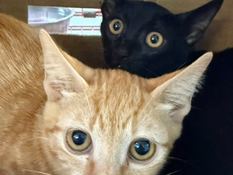 Orange adult female mixed-breed cat, Small, shelter no. …5-02