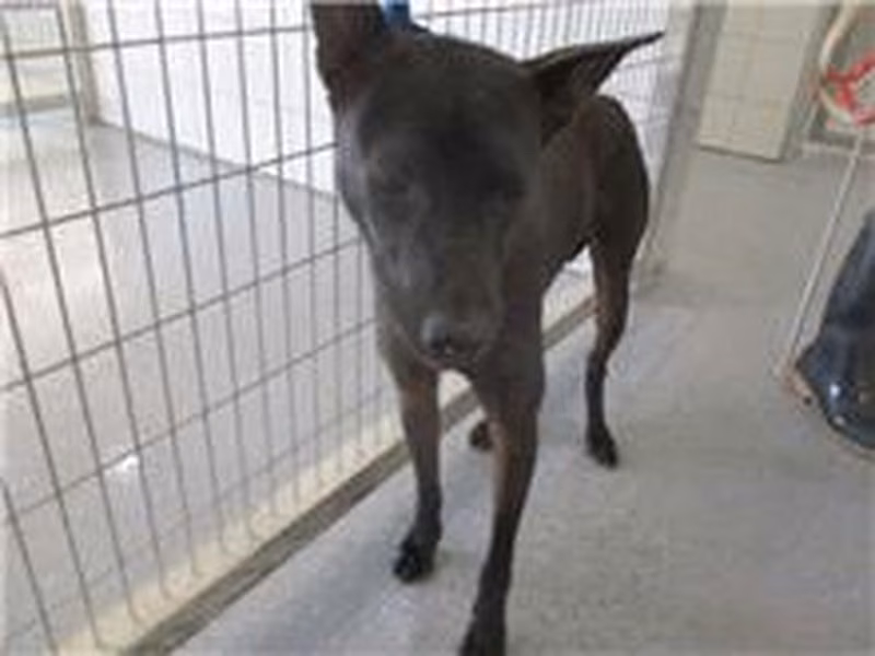 Black adult female mixed-breed dog, Medium, shelter no. …0010