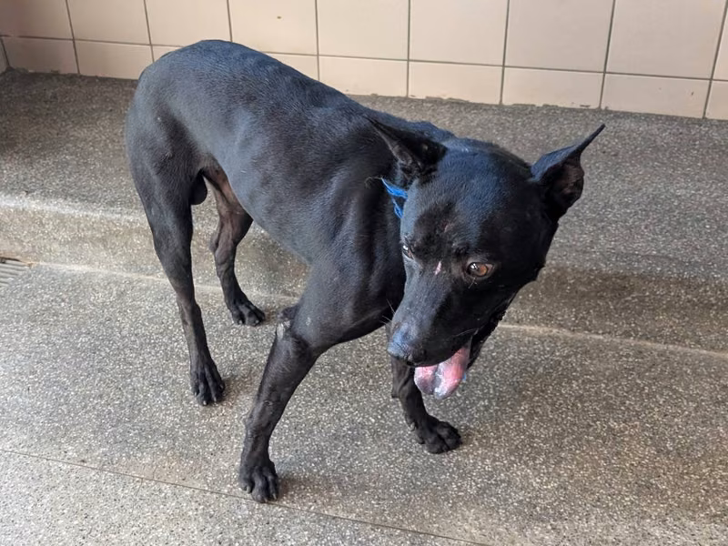 Black adult male mixed-breed dog, Large, shelter no. …0902