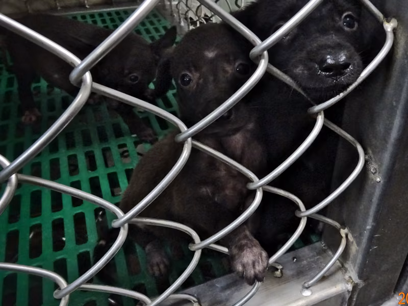 Black young female mixed-breed dog, Small, shelter no. …2003