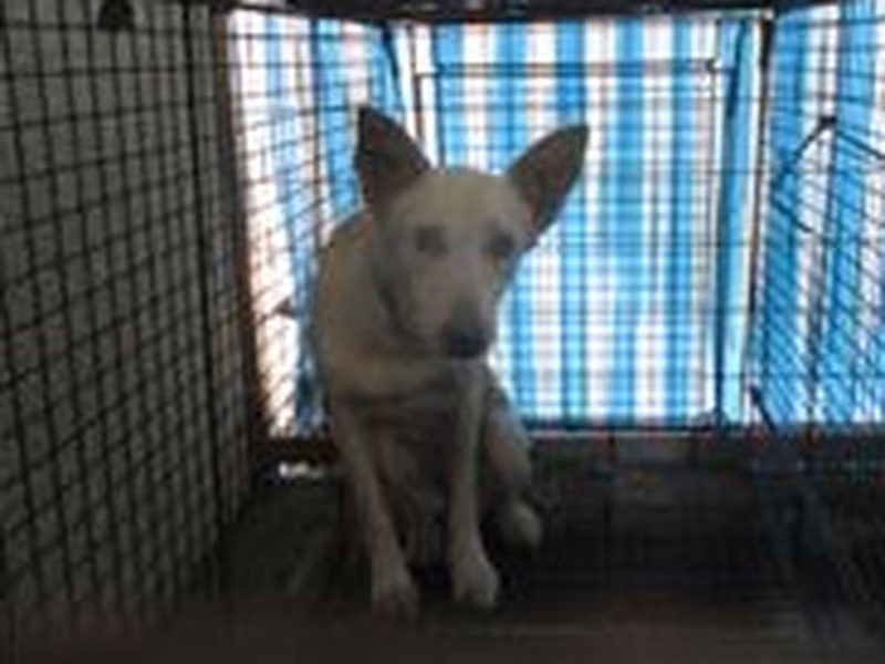 Tan adult female mixed-breed dog, Medium, shelter no. …9032