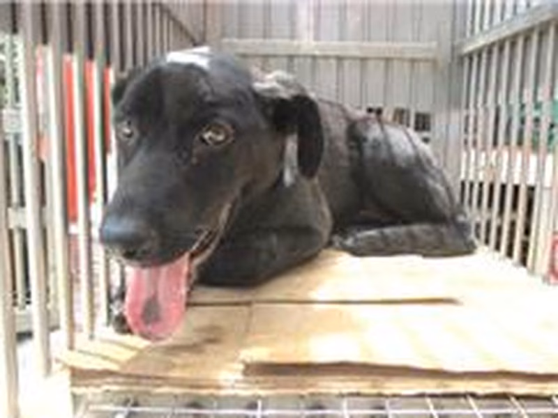 Black male mixed-breed dog, Medium, shelter no. …8010