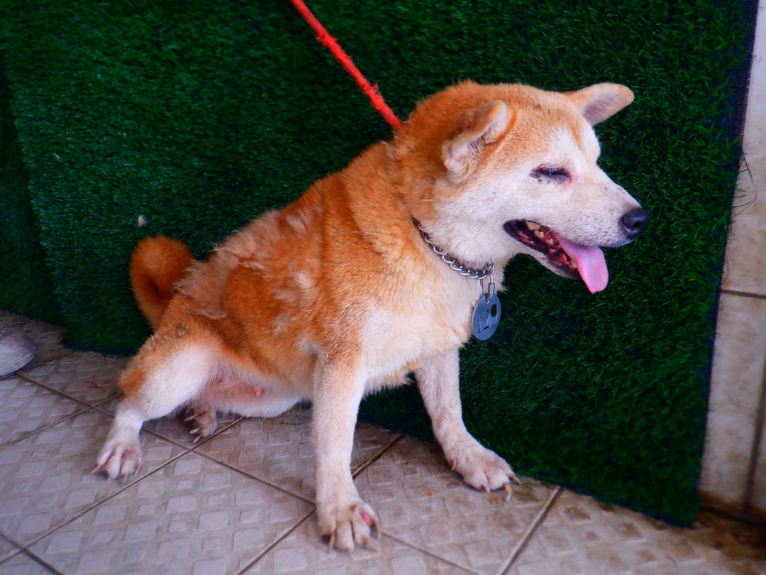 Tan adult female Shiba Inu, Medium, shelter no. …8129