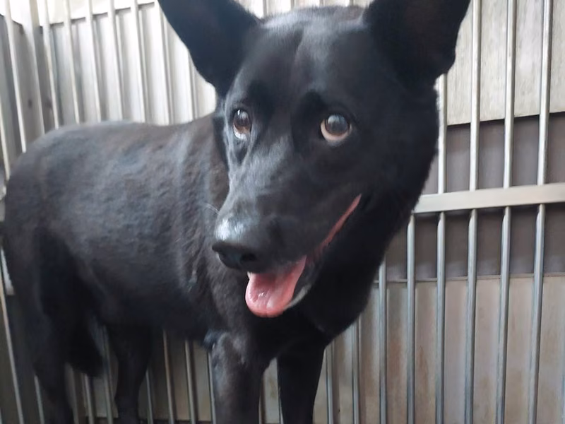 Black adult male mixed-breed dog, Medium, shelter no. …5002