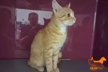 Tabby young male European Shorthair, shelter no. …4197