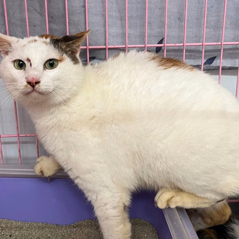 Tabby-and-white adult female mixed-breed cat, Medium, shelter no. …1203