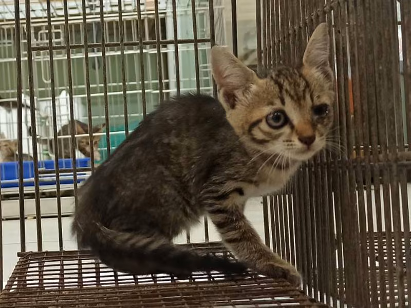 Young female mixed-breed cat, Small, shelter no. …2C03