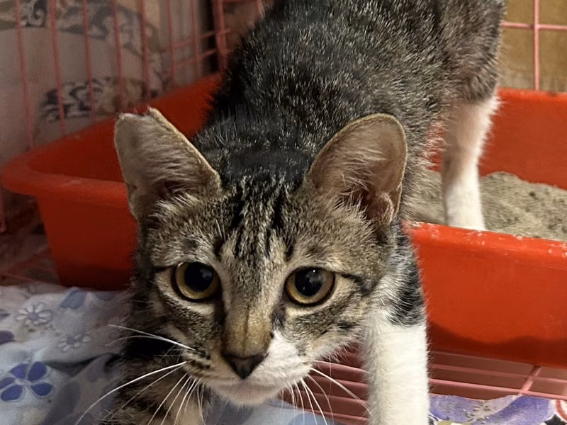 Tabby young female mixed-breed cat, Small, shelter no. …1005