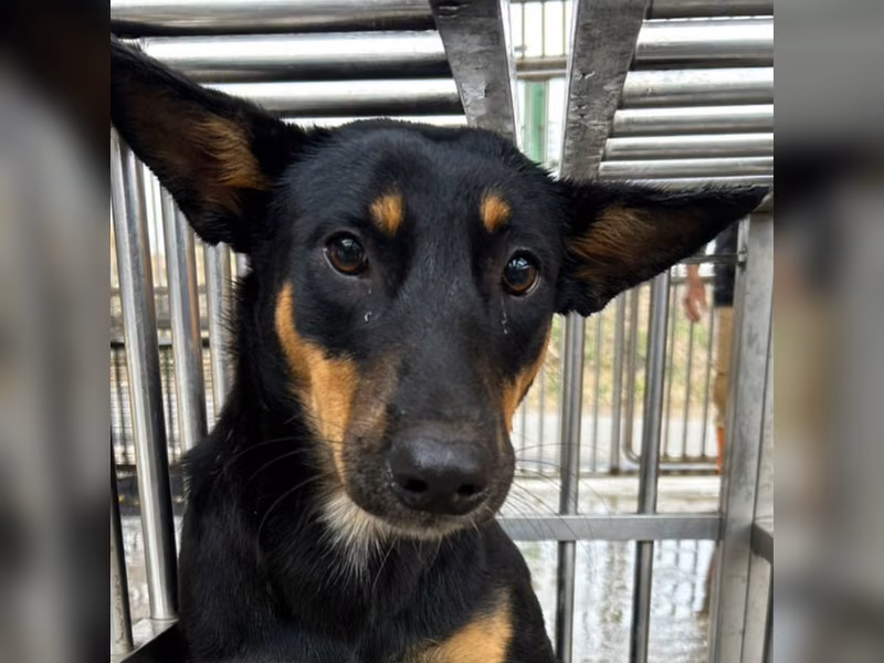 Black-and-tan adult male mixed-breed dog, Large, shelter no. …6014