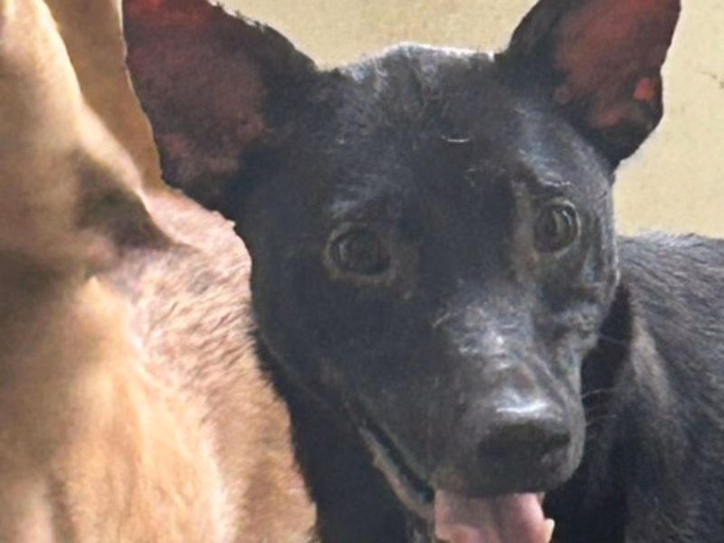 Black adult male mixed-breed dog, Large, shelter no. …8011