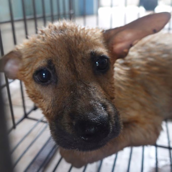 Tan young female mixed-breed dog, Small, shelter no. …8-01