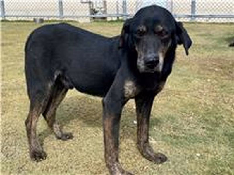 Black adult male mixed-breed dog, Small, shelter no. …3001