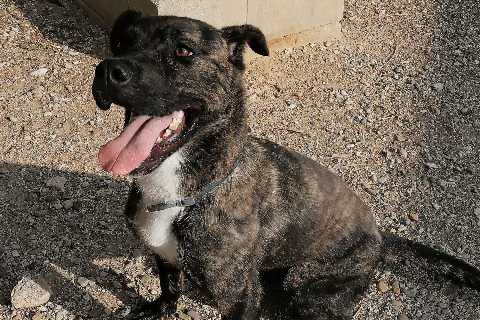 Hydra, Adult · Female · Medium · Mixed breed