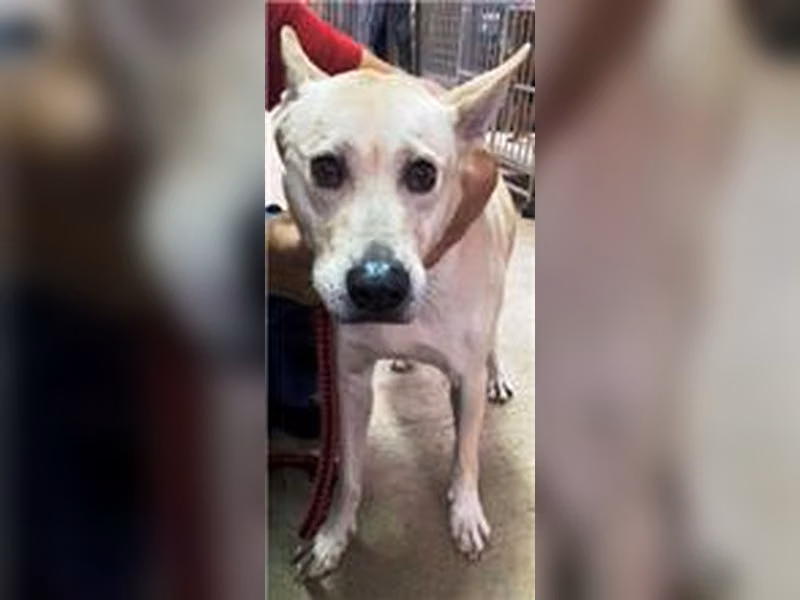 Perro mestizo macho adulto (blanco), Mediano, refugio n.º …0002