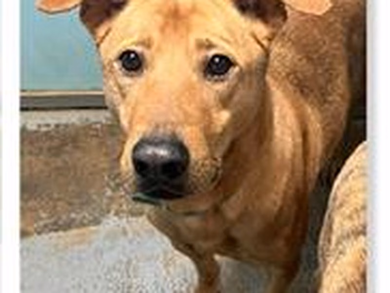 Tan adult male mixed-breed dog, Medium, shelter no. …1805