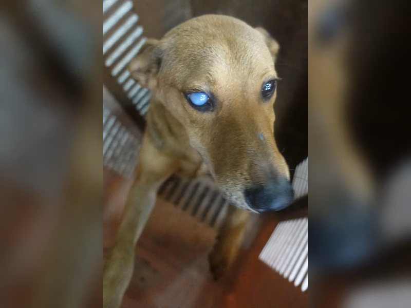 Perro mestizo macho adulto (canela), Grande, refugio n.º …0832