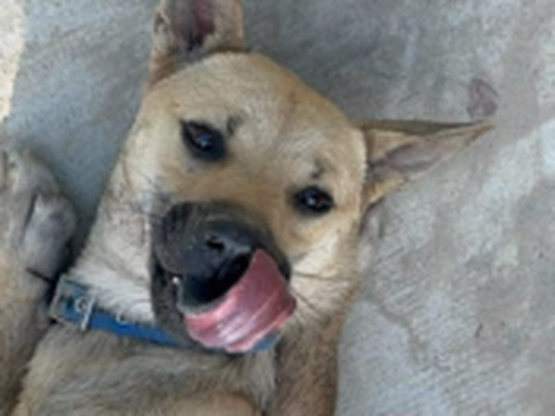 Tan adult male mixed-breed dog, Medium, shelter no. …8-10