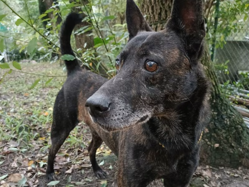 Black tabby adult male mixed-breed dog, Medium, shelter no. …2206