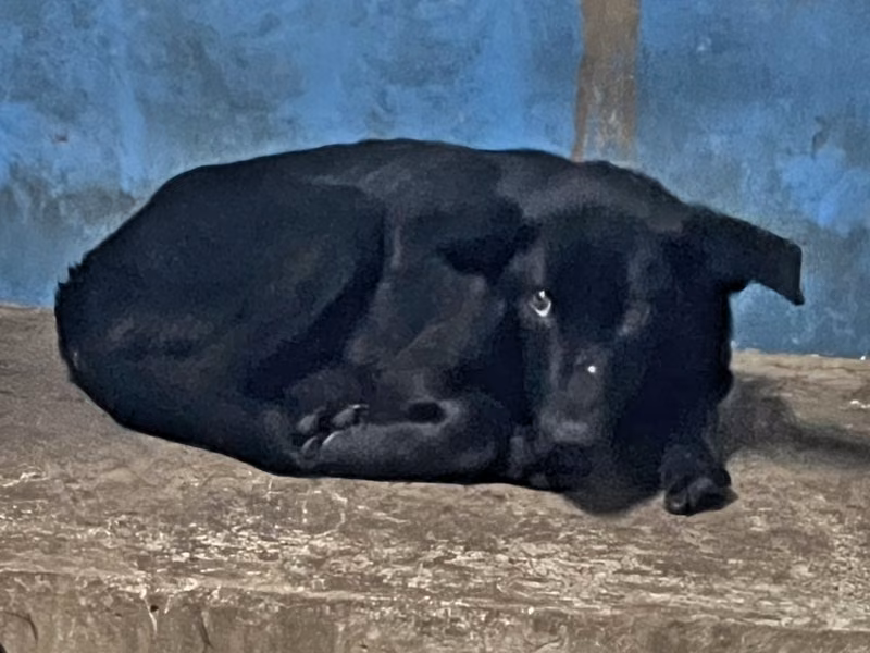 Black adult male mixed-breed dog, Large, shelter no. …1006
