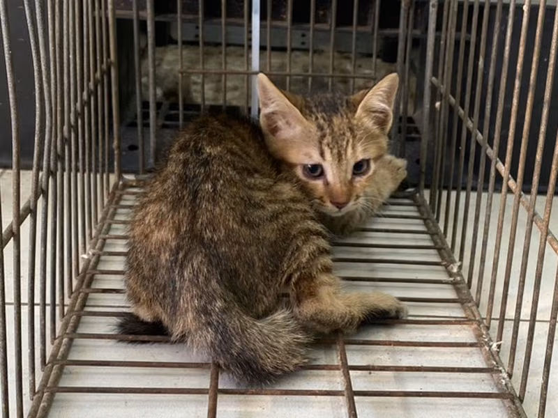 Young female mixed-breed cat, Small, shelter no. …2C04