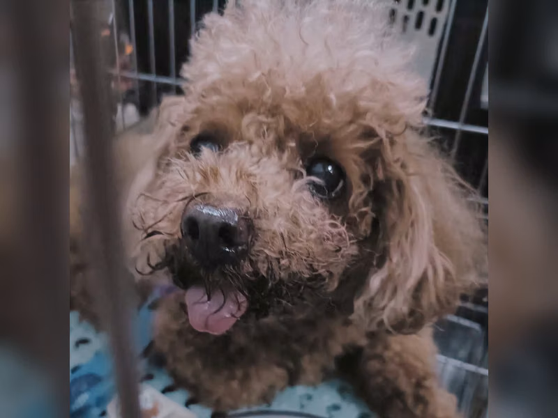 Brown adult female poodle, Small, shelter no. …3002