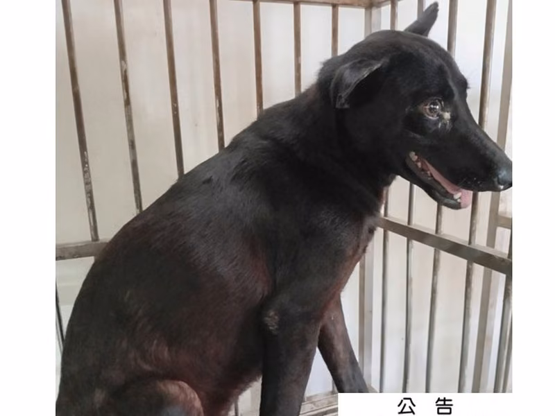 Black adult female mixed-breed dog, Large, shelter no. …050D