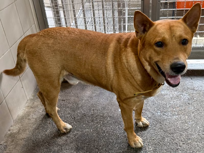 Tan adult male mixed-breed dog, Medium, shelter no. …3001