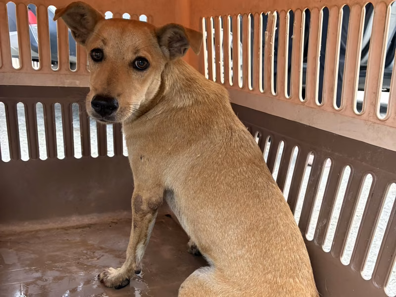 Tan adult female mixed-breed dog, Medium, shelter no. …2001