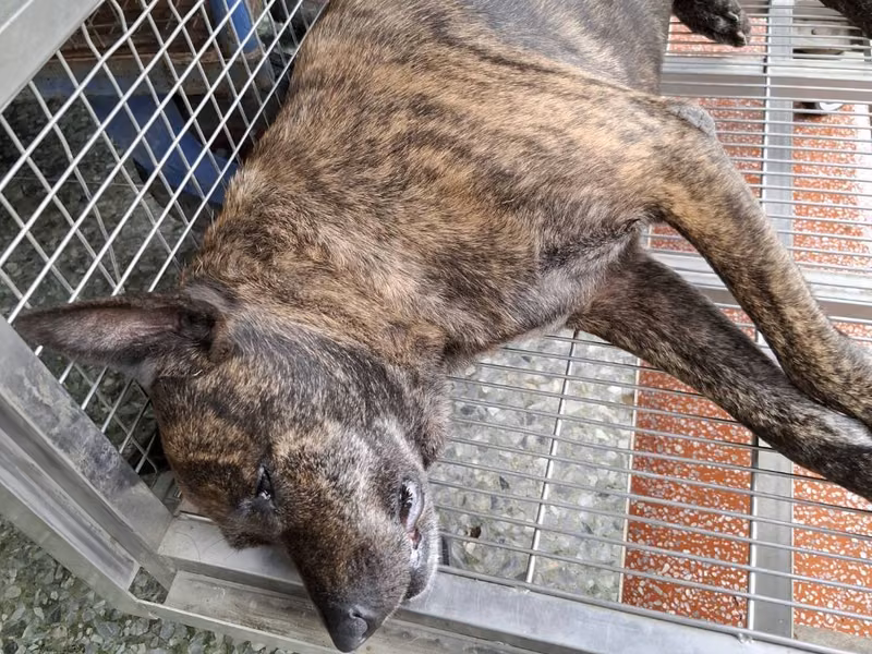 Tabby adult female mixed-breed dog, Medium, shelter no. …0-07