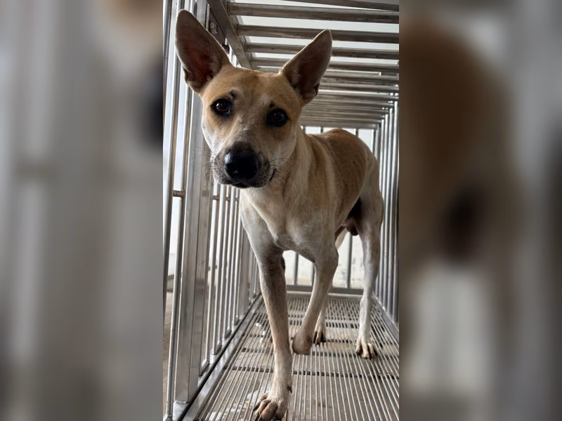 Tan-and-white adult male mixed-breed dog, Medium, shelter no. …2001