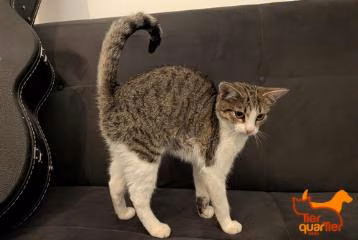 Brown tabby female European Shorthair, shelter no. …4196