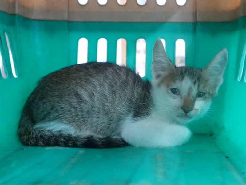Tabby-and-white young mixed-breed cat, Medium, shelter no. …0587