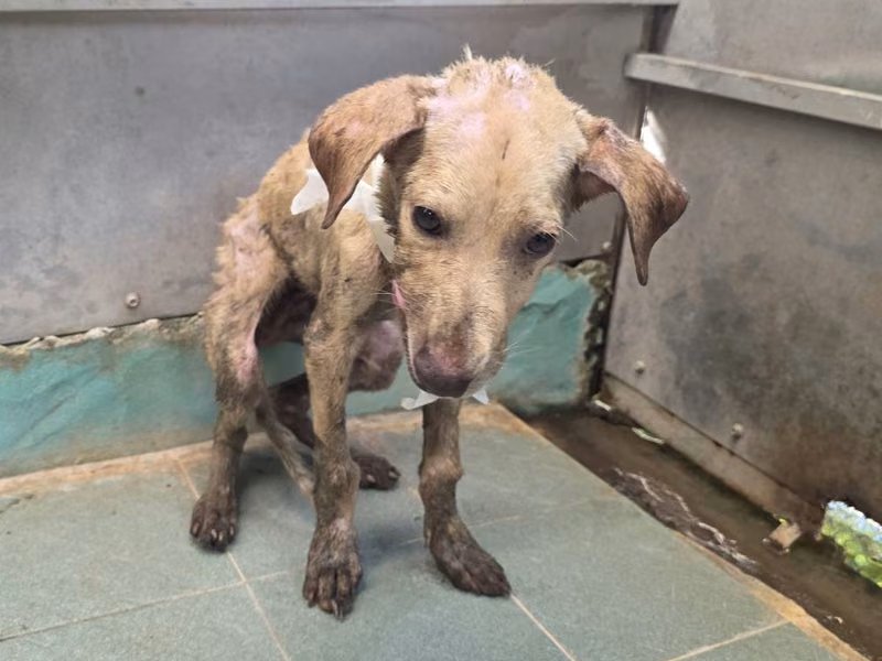 Tan young male mixed-breed dog, Small, shelter no. …1303