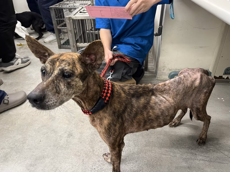 Tabby adult female mixed-breed dog, Medium, shelter no. …1105