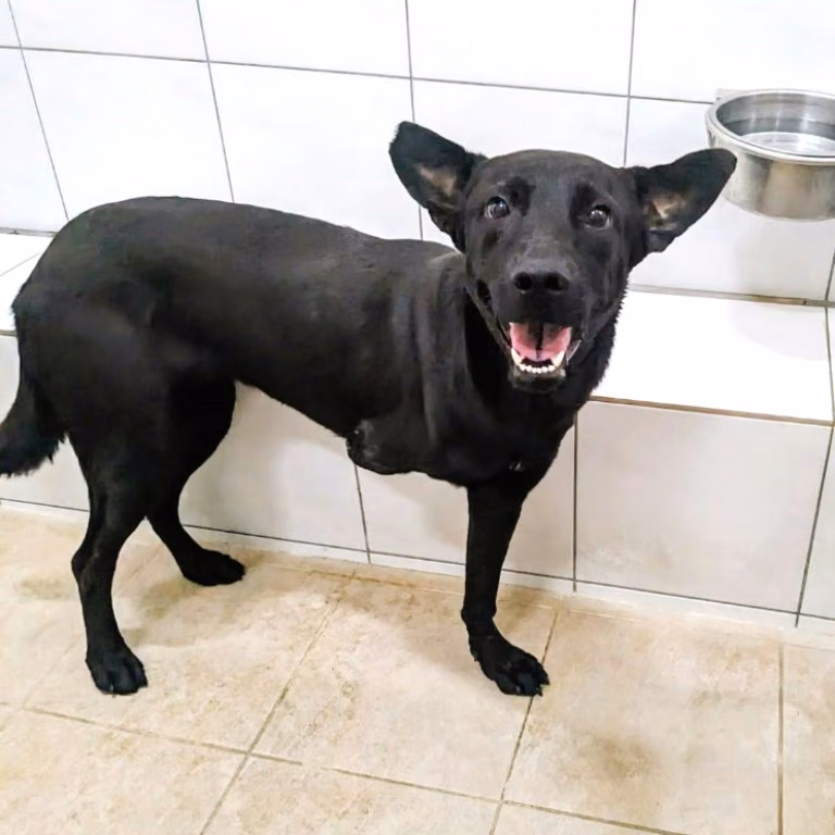 Black adult female mixed-breed dog, Medium, shelter no. …6001