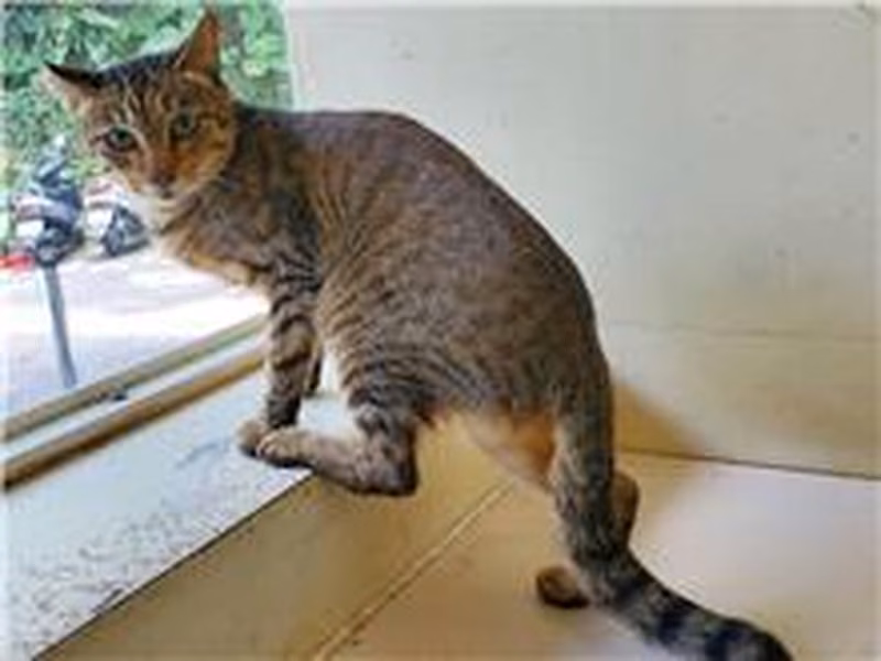 Tabby adult female mixed-breed cat, Medium, shelter no. …2110