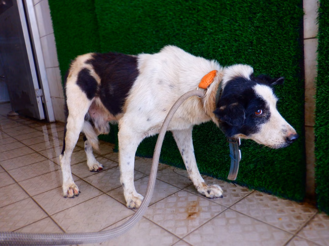 Black-and-white adult male mixed-breed dog, Medium, shelter no. …2842