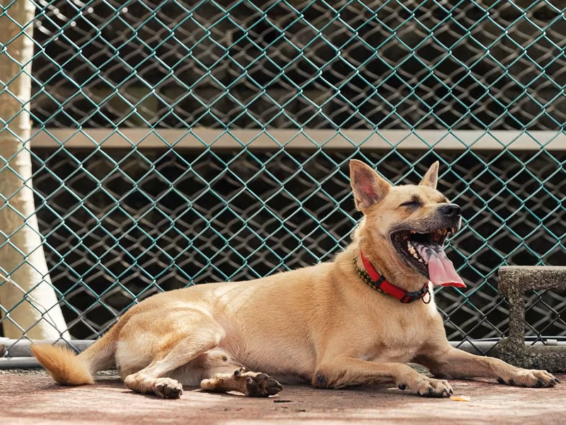 Tan adult male mixed-breed dog, Medium, shelter no. …2201