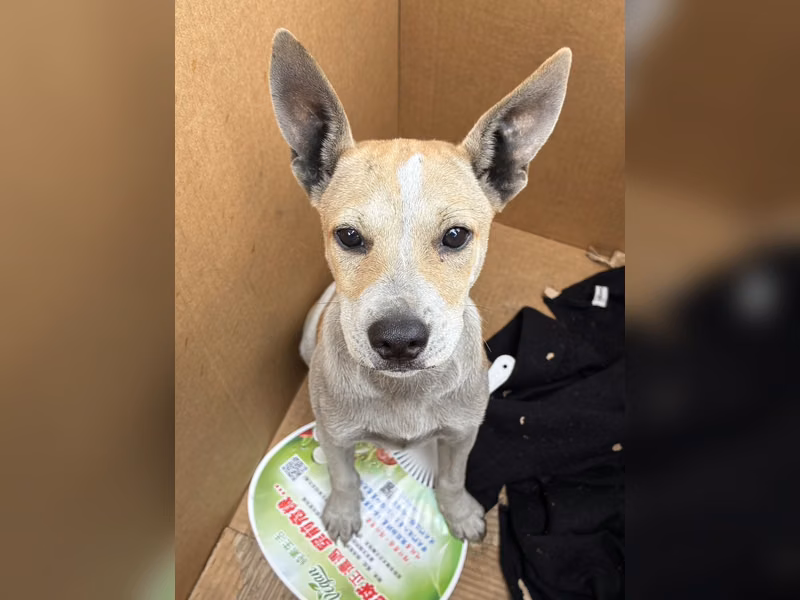 Perro mestizo macho joven (canela y blanco), Pequeño, refugio n.º …0001