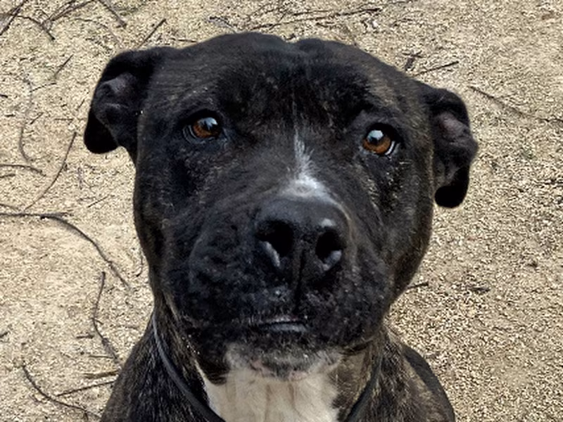 Sasa, Senior · Female · Medium · American Pit Bull Terrier