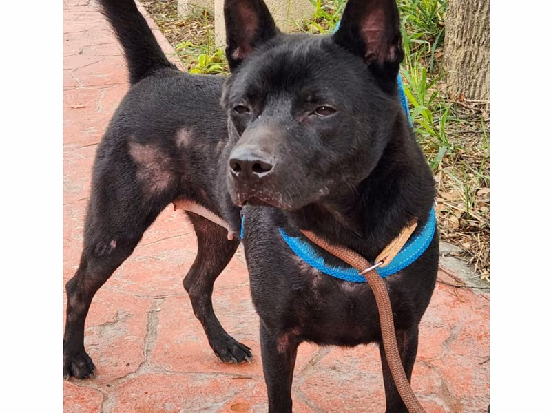 Black adult female mixed-breed dog, Medium, shelter no. …2001