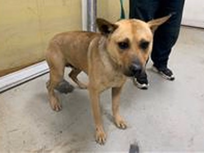 Tan adult male mixed-breed dog, Medium, shelter no. …2303