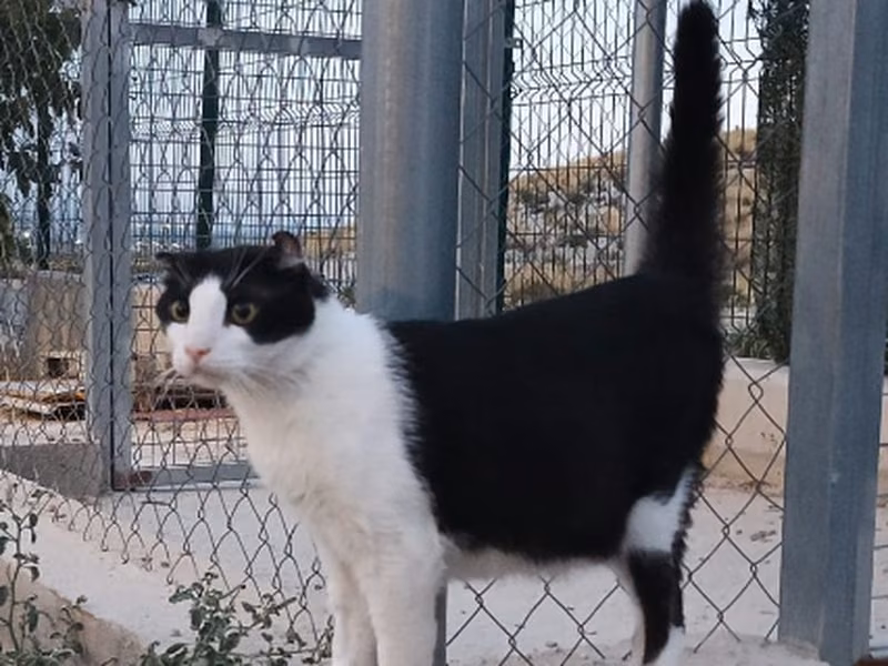 Sócrates、成犬・成猫 · オス · ヨーロピアンショートヘア